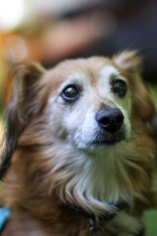 Still life — the family dog, watching the party